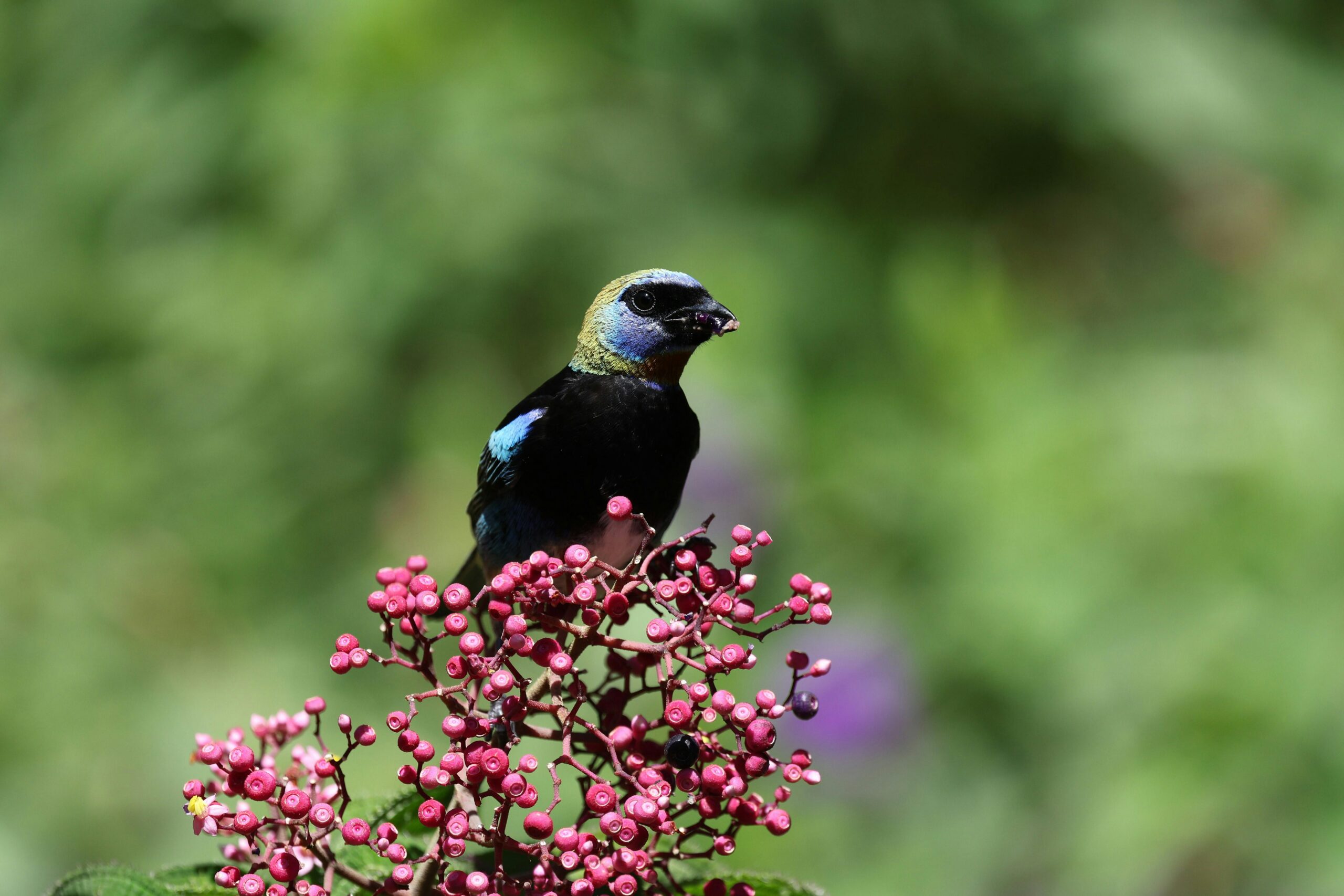 Google AI specie a rischio